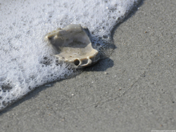 beach with shell