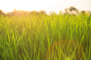 Organic rice field