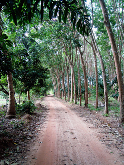 Road in forest